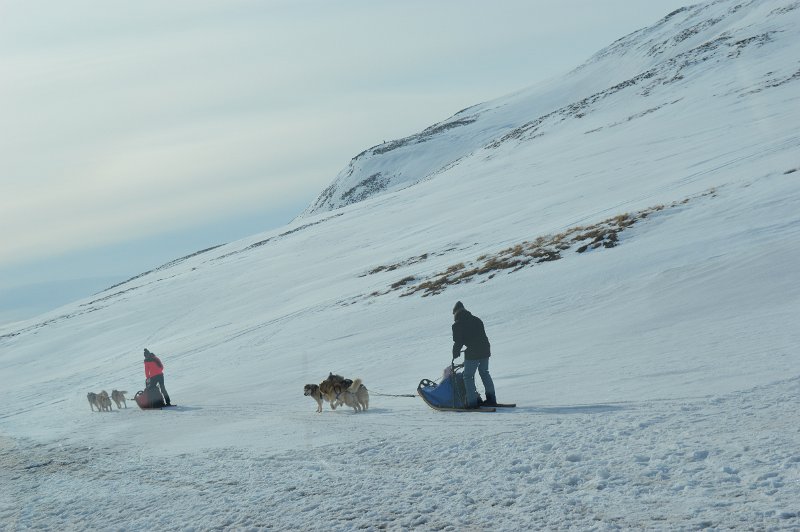 Dog sledding (01).JPG